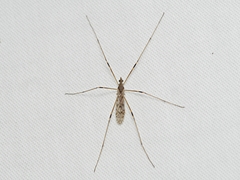 Atarba