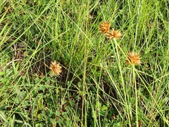 Rhynchospora globosa