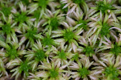 Sphagnum riparium