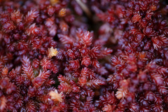 Sphagnum magellanicum