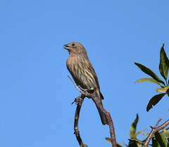 Haemorhous mexicanus