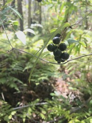 Smilax glyciphylla