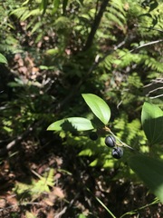 Smilax glyciphylla