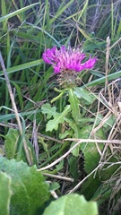 Centaurea sphaerocephala
