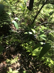 Smilax glyciphylla