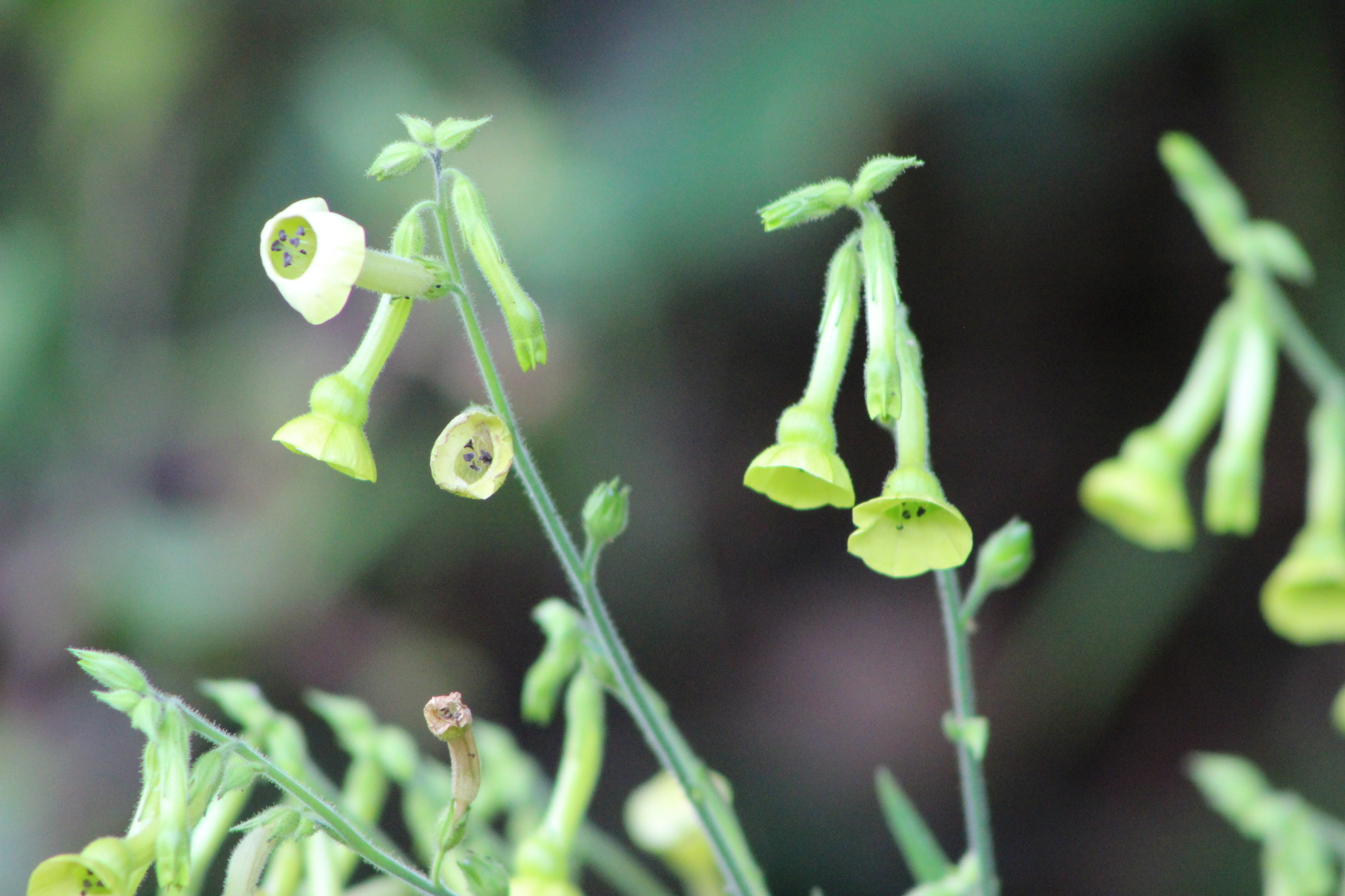 Nicotiana langsdorffii