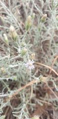 Vittadinia cuneata