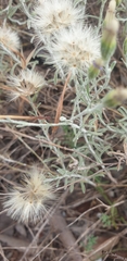 Vittadinia cuneata
