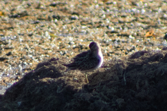 Calidris melanotos