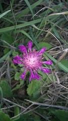 Centaurea sphaerocephala