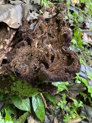 Trichaptum perrottetii