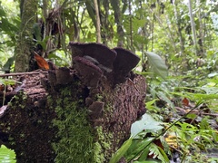 Trichaptum perrottetii