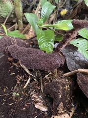 Trichaptum perrottetii