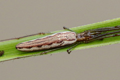 Tetragnatha demissa