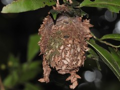 Calligaster himalayensis