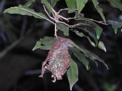 Calligaster himalayensis