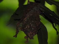 Calligaster himalayensis