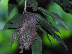 Calligaster himalayensis