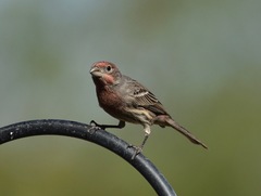Haemorhous mexicanus