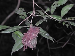 Calligaster himalayensis