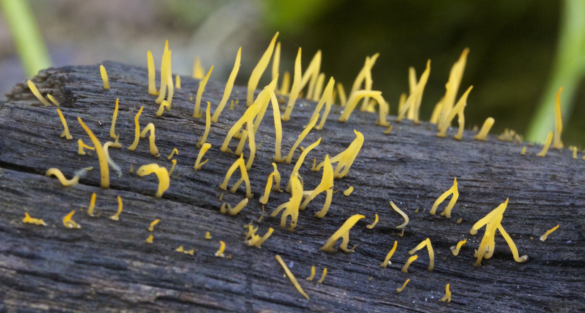 Calocera cornea image