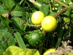Solanum myriacanthum