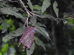 Calligaster himalayensis