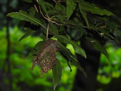 Calligaster himalayensis