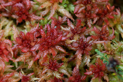 Sphagnum magellanicum