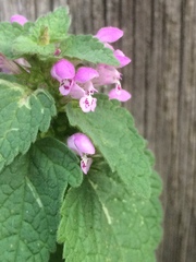 Lamium purpureum