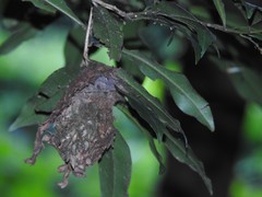 Calligaster himalayensis