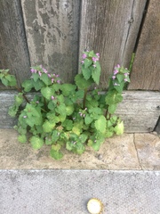 Lamium purpureum