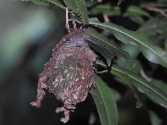 Calligaster himalayensis