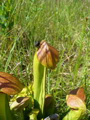 Sarracenia minor minor