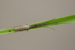 Tetragnatha demissa