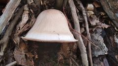 Volvariella volvacea