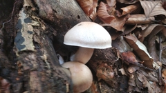 Volvariella volvacea