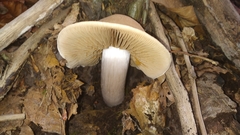 Volvariella volvacea