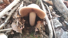 Volvariella volvacea