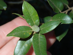 Heteroecus pacificus