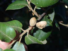 Heteroecus pacificus