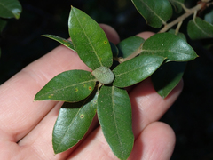 Heteroecus pacificus