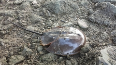 Carcinoscorpius rotundicauda