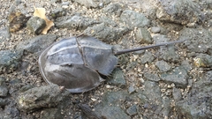 Carcinoscorpius rotundicauda