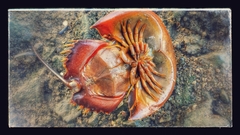 Carcinoscorpius rotundicauda