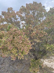Dodonaea viscosa angustissima