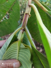 Guettarda crispiflora