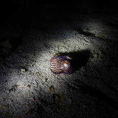 Sepioloidea lineolata