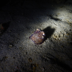 Sepioloidea lineolata