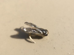 Trichocorixa reticulata